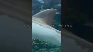 ノコギリザメの変顔と品川水族館#ノコギリザメ　#変顔  #しながわ水族館