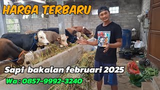 HARGA TERBARU || UPDATE HARGA SAPI BAKALAN TERBARU FEBRUARI 2025