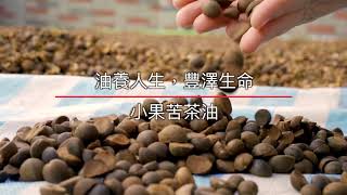 小果苦茶採摘