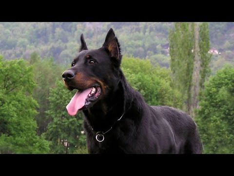 Best Guard Dogs Breeds for Family & Personal Protection Best Guard Dogs Breeds for Family & Personal Protection