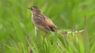 セッカ　気ままにバードウォッチング　野鳥