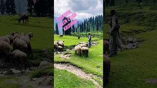 Exploring Beautiful Green and Clean Kashmir #kashmirheaven #mountains #kashmirbeauty #travel #valley