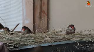 Common waxbill or St Helena Waxbill (Estrilda astrild) foraging grass seeds