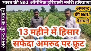 230.हिसार सफेदा अमरूद की सघन बागवानी कैसे करें । Hisar Safeda Guava Nearby Nursery in Haryana#live