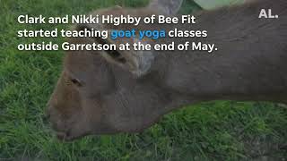 See what goat yoga is all about in Sioux Falls