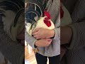 koji the rooster runs to his favorite human