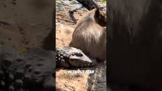 Why Crocodiles dont attack Capybaras?