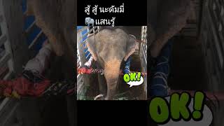 บรรยากาศบนรถ​ 🐘ดัมมี่ยังโอเคอยู่นะ​ #ดัมมี่ช้าง​ขี้บ่น​ #ช้าง​แสนรู้​ #ช้างไทย​ #​คนรักช้าง