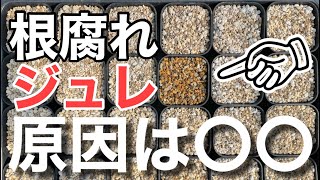 【多肉植物】 多肉がジュレる原因は？鉢の置き場所で土の乾きが違うことを知ろう！ ＃多肉＃多肉植物＃多肉の育て方