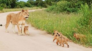 Lion Cub Helps Mom Call for Siblings