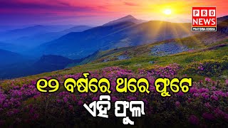 ୧୨ ବର୍ଷରେ ଥରେ ଫୁଟେ ଏହି ଫୁଲ | Odia news live updates #pratidinaodisha