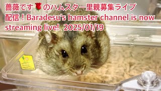 薔薇です🌹のハムスター里親募集ライブ配信！Baradesu's hamster channel is now streaming live! #薔薇です🌹 #baradesu 2025/01/19