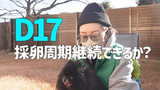 【不妊治療】D17:FSHとの攻防戦。採卵周期継続できるのか？/40代vlog