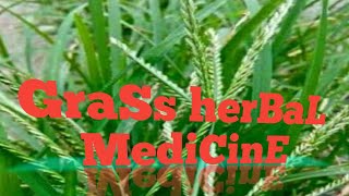 హెర్బల్ గ్రాస్ (గ్రాస్ మెడిసిన్) #HerbalGrass #WireGrass #Paragis