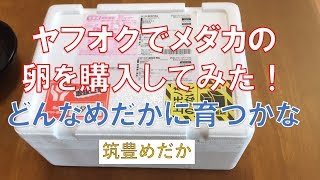 【筑豊めだか】ヤフオクで購入したメダカの卵を孵化してみた！