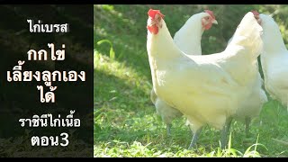 ไก่เบรส อร่อยที่สุด กกไข่ และเลี้ยงลูกได้ ประตูสู่เกษตรยั่งยืน เครื่องฟักไข่ธรรมชาติ ตอน3 #ไก่เบรส