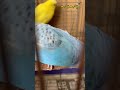 【巣箱撤去後】セキセイインコ一家 vlog セキセイインコ