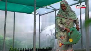 Vegetable Hi Tech farming brings prosperity in Kashmir