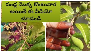 నర్సెరి నుండి పండ్ల మొక్క ఎంపిక #selection of grafted all time/Punasa mango plants from nursery