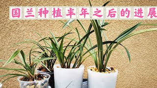 国兰种植半年之后的进展