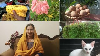 Vlog √ വീട്ടിലെ ചെടികളും പിന്നെ കുറച്ചു ചറപറ കാര്യങ്ങളും.  || House plants and  few Kitchen Scenes🔥🔥