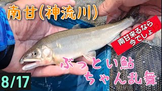 ぶっとい鮎ちゃん乱舞♪鮎釣り　南甘(神流川)　8/17 2023