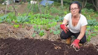 Mushroom Compost - King of Soil Builders