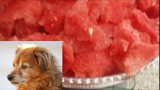 Watermelon Challenge/Training Video/Tribute to Sugar