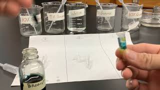 Yeast Bead Cell Respiration Lab Introduction