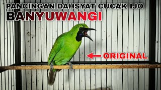 PANCINGAN CUCAK IJO BANYUWANGI ORIGINAL SUARA DAHSYAT BIKIN EMOSI