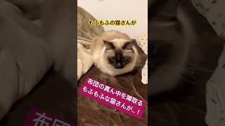 寝る準備万端なたぬきに似た猫 #ragdolls #cats #goodnight #shorts #ラグドール #猫のいる暮らし #ショート