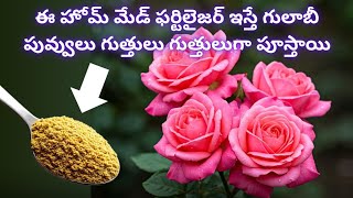 ఈ హోమ్ మేడ్ ఫర్టిలైజర్ ఇస్తే గులాబీ పువ్వులు గుత్తులు గుత్తులుగా పూస్తాయి / Seeds \u0026 Fertilizer Sale