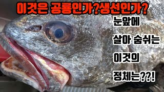 살아있는화석!대왕민어 회뜨기!