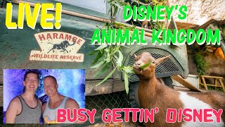 Going Wild LIVE at Disney’s Animal Kingdom! June 1, 2021 2:00PM EDT