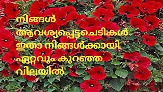 ഏറ്റവും കുറഞ്ഞവിലയിൽ petunia ചെടികൾ സ്വന്തമാക്കാം 😊👍#trending #subscribe #viral #youtubevideos