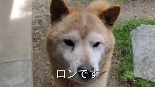 犬に鏡を見せてみた