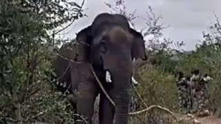 கொம்பன் இருக்கான் | 🐘 attack at kadambur hills | sathyamangalam reserved forest | MVD.