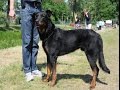 Beauceron Dog Breed | French Shepherd (Beauceron Berger de Beauce) - Dog Breed