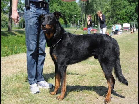 Dog Breeds With The Shortest Life Expectancy Dog Breeds With The Shortest Life Expectancy