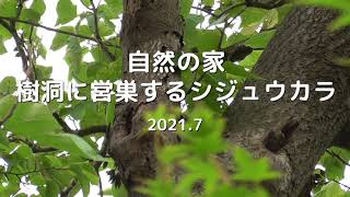 これが本来の在り方・樹洞を巣にしたシジュウカラ