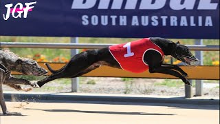 Greyhounds track racing  - The seven fastest Australian dogs