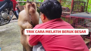 CARA MELATIH BERUK BESAR SUPAYA PINTAR DAN SOPAN | BerukKuSahabatku