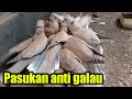 Pasukan burung puter , koloni burung puter | belajar ternak burung puter # burungputer