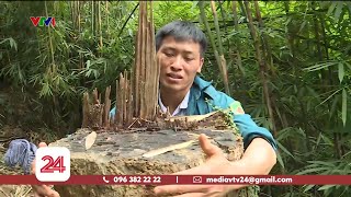 Lần theo dấu vết lâm tặc| VTV24