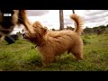 these dogs have their own country club the wonderful world of puppies bbc earth