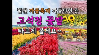 강원도 철원 가을축제 가볼만한곳 고석정 꽃밭 꽃축제 (10월 31까지) 주차정보 국내여행