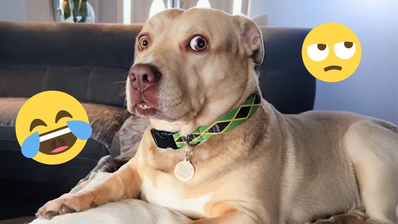 I Dare You Not To Laugh At These Funny Dogs ёяшбёяжо Best Funny Animals