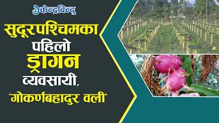 सुदूरपश्चिमका पहिलो ड्रागन व्यवसायी, 'गोकर्णबहादुर वली' II dragon fruit in Nepal II