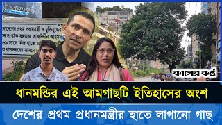 ধানমন্ডি সাত মসজিদ রোডের এই আমগাছটি কেন ইতিহাসের অংশ? । why this mango tree is a part of history?