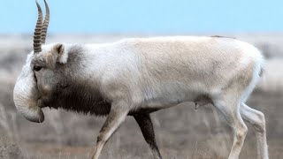 Saiga Antelope. The Treasure of the Central Asian Steppe.